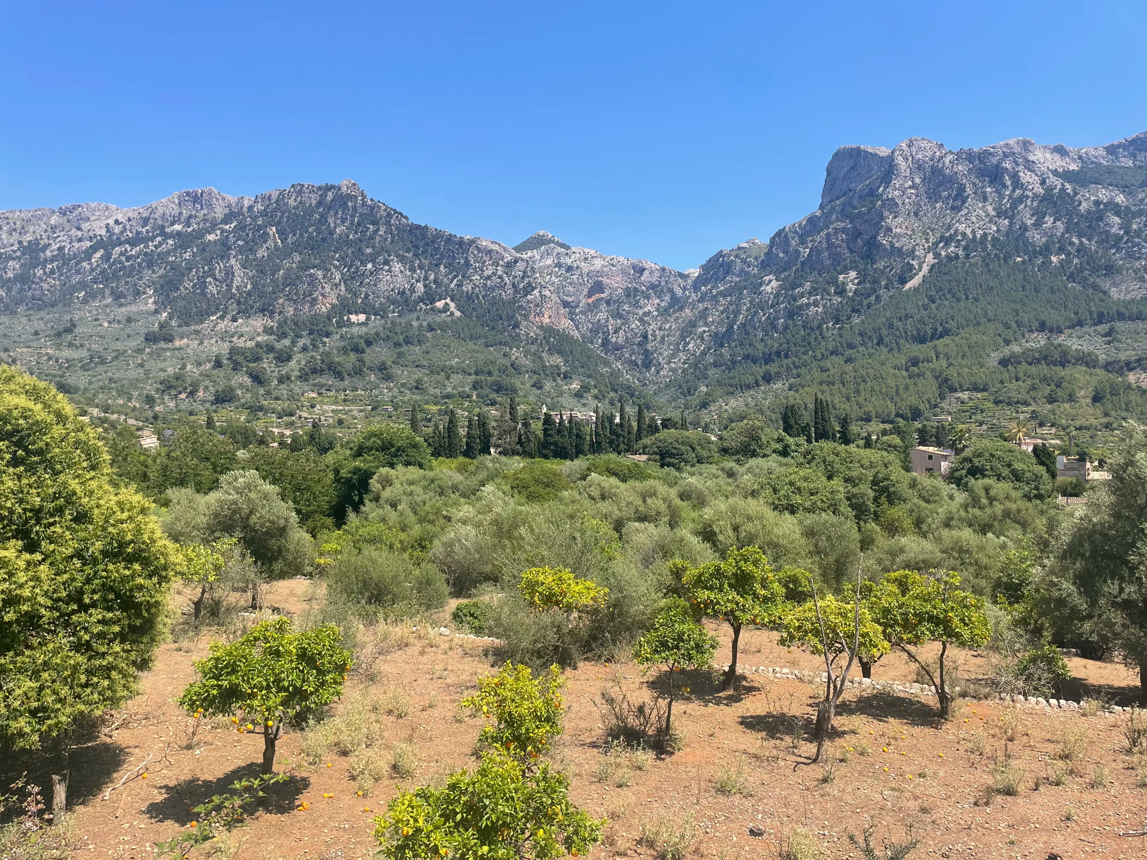 Mountain landscape with olive trees