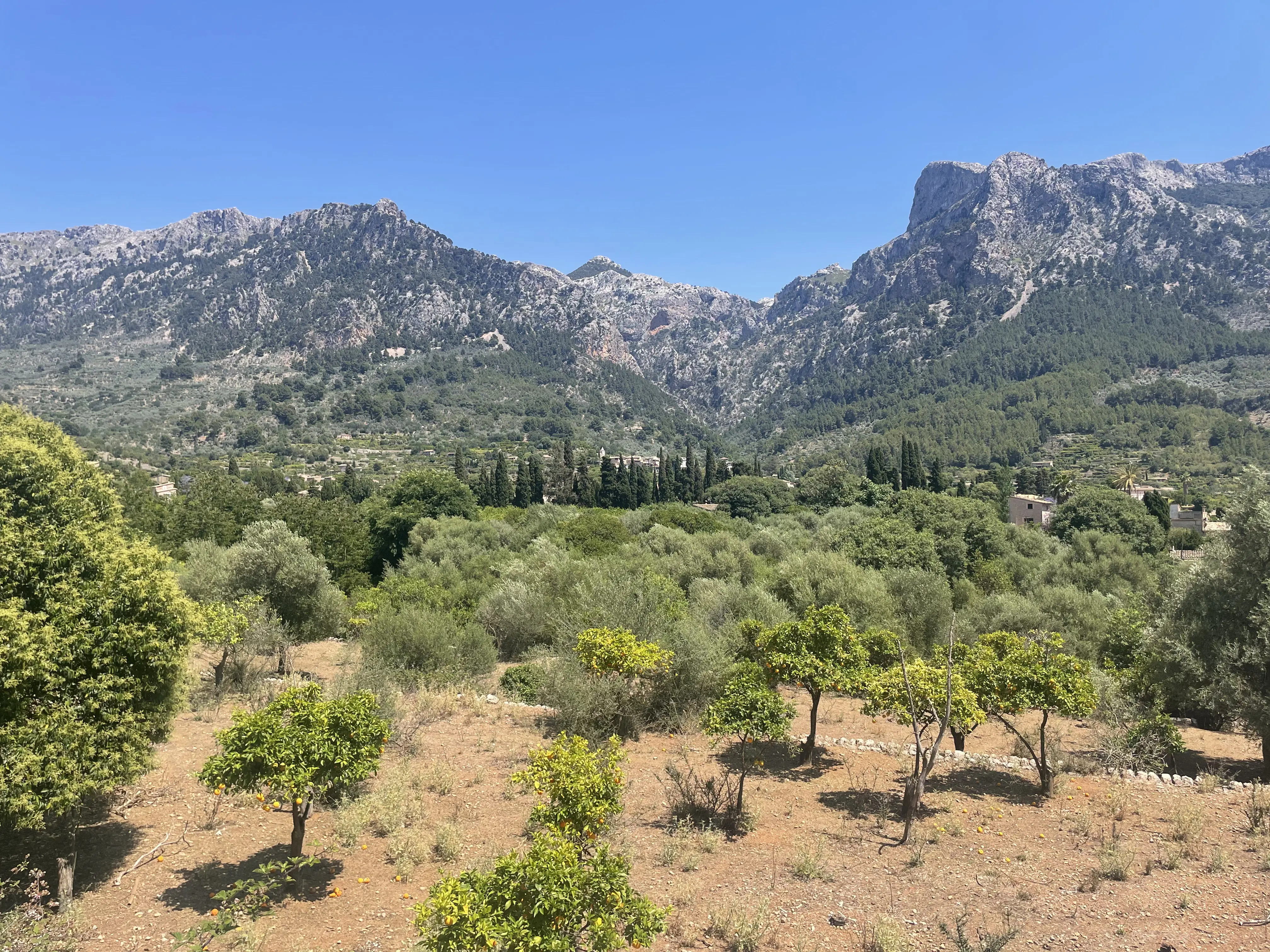 Mountain landscape with olive trees